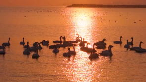 威海南海新区：冬日海湾迎“贵客”