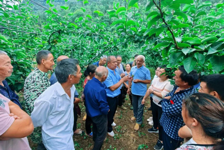 烟台农民专家扎根巫山引种秋月梨结出“致富果”