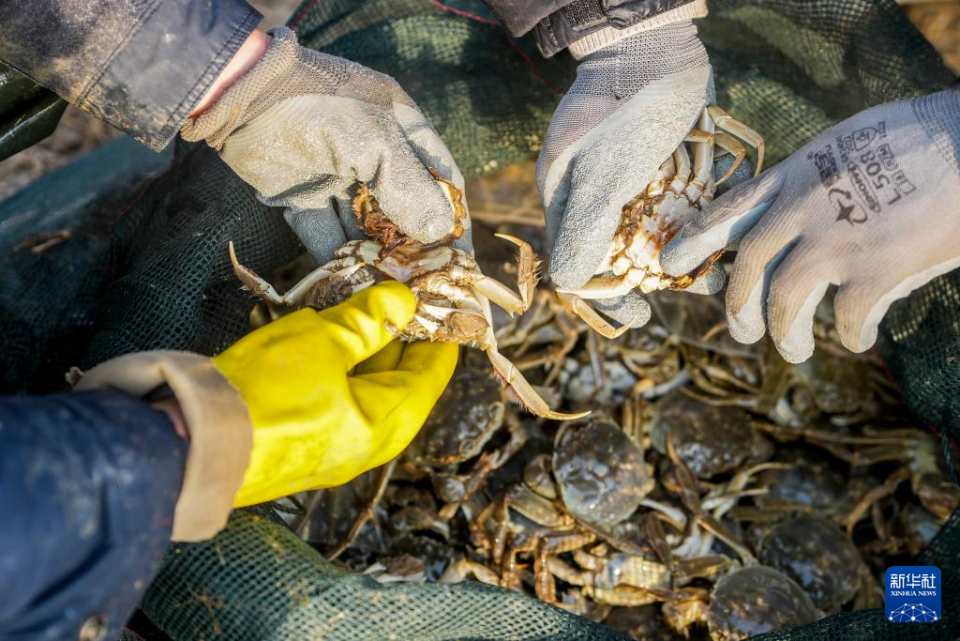 山东东平：冬季捕蟹忙_fororder_【新华社】3
