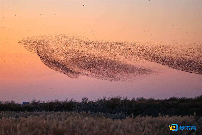 我是一只花脸鸭_fororder_1cbdc5d81be4464fa3d753d77596fbd1