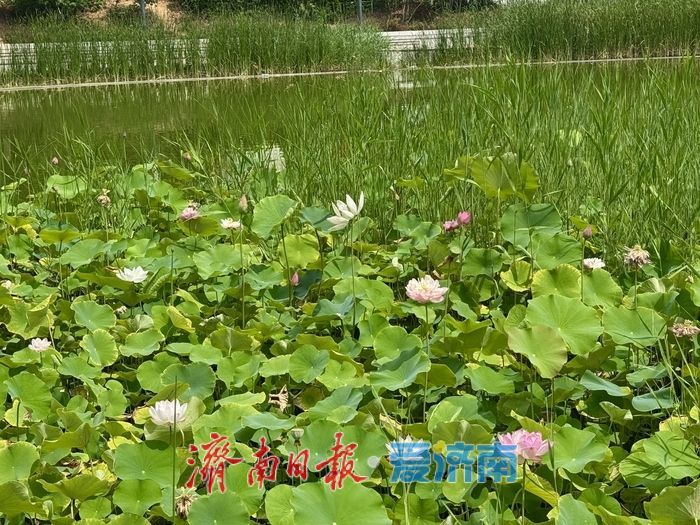 山东济南：荷花湖荷花盛放，绘就夏日美景