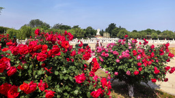 山东莱州月季花节绘就文旅融合新画卷