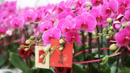 东营经济技术开发区：蝴蝶兰争艳春节市场