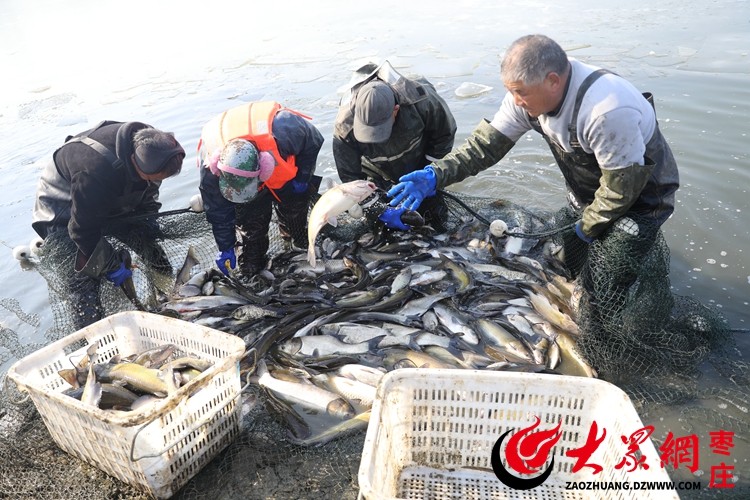 山东枣庄：破冰捕鱼供应市场