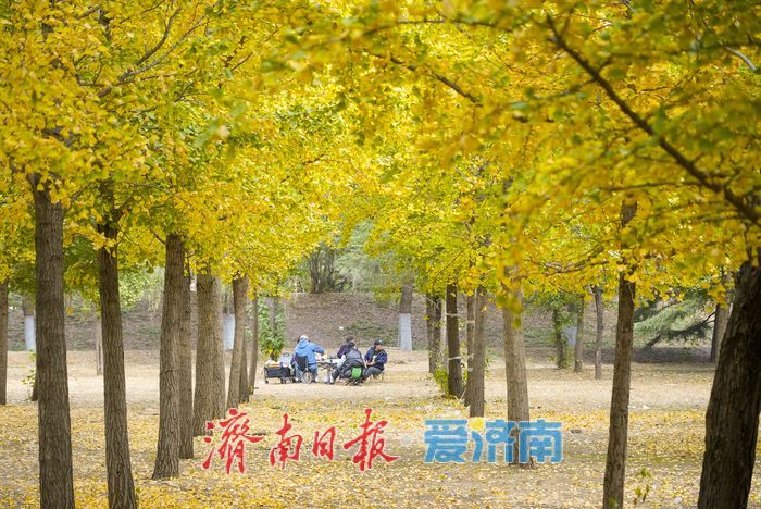 黃河南岸銀杏染金 進入最佳觀賞時節