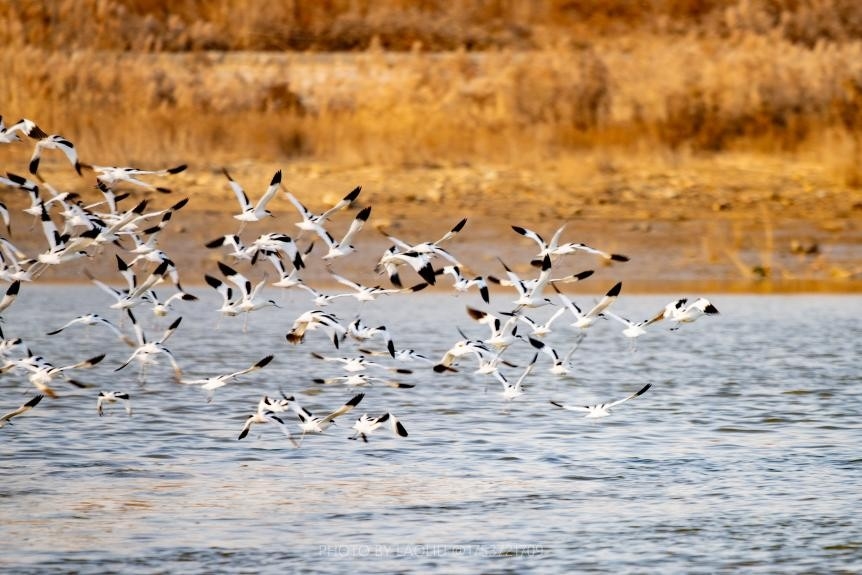 日照：“鸟群”版银河流动一幅生态画卷