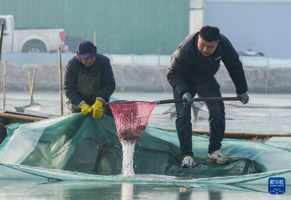 山东东平：冬季捕蟹忙_fororder_【新华社】5