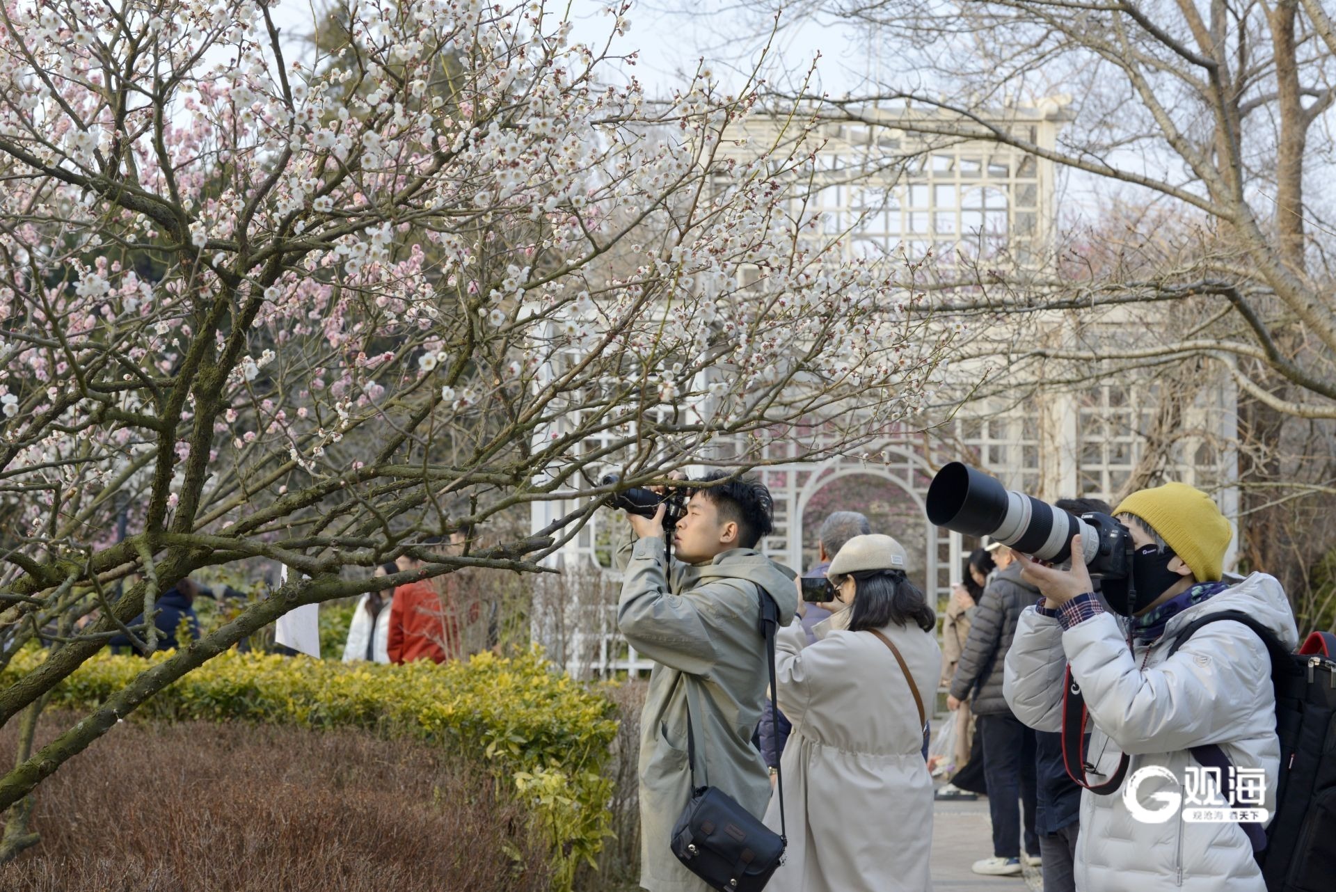 瞒不住了！青岛中山公园梅花迎来盛花期_fororder_【青岛中山公园梅花迎来盛花期】2
