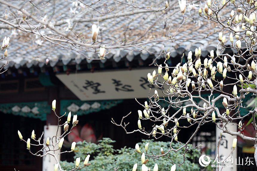 济南趵突泉玉兰盛开醉游人_fororder_【趵突泉】4