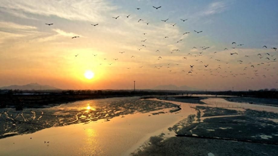 日照：“鸟群”版银河流动一幅生态画卷