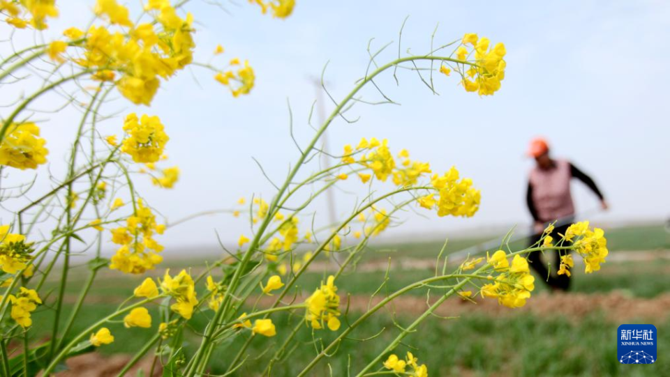 山东：不负春光耕作忙_fororder_【不负春光】6