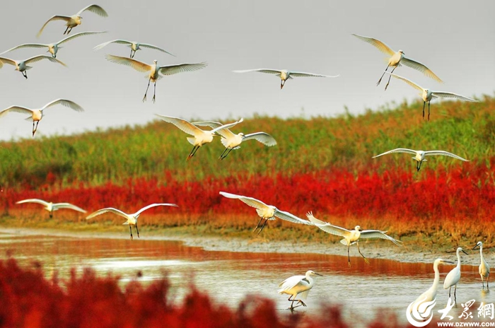 新征程·看东营丨黄河入海处的“十四五”答卷与“十五五”远征