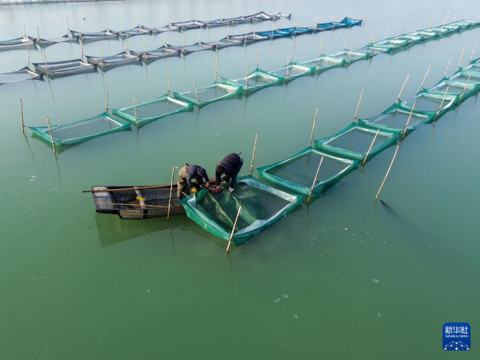 山东东平：冬季捕蟹忙_fororder_【新华社】1