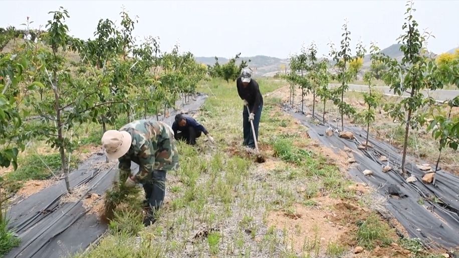 山东淄博：激活林业资源 赋能乡村振兴