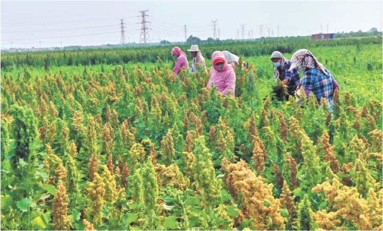 山东藜麦“下山临海”记_fororder_藜麦