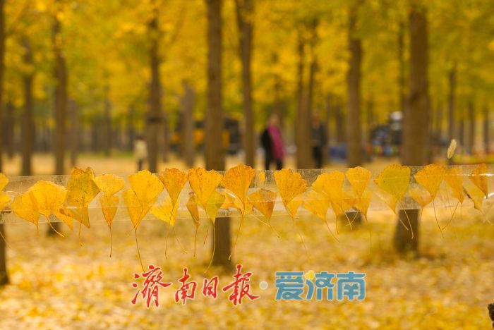 黃河南岸銀杏染金 進入最佳觀賞時節