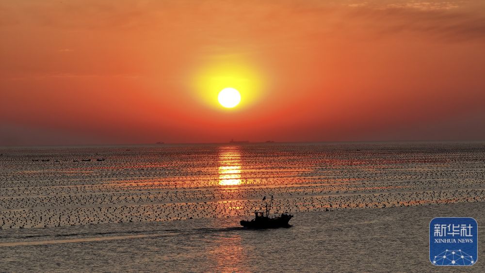 山东荣成：海洋牧场迎日出