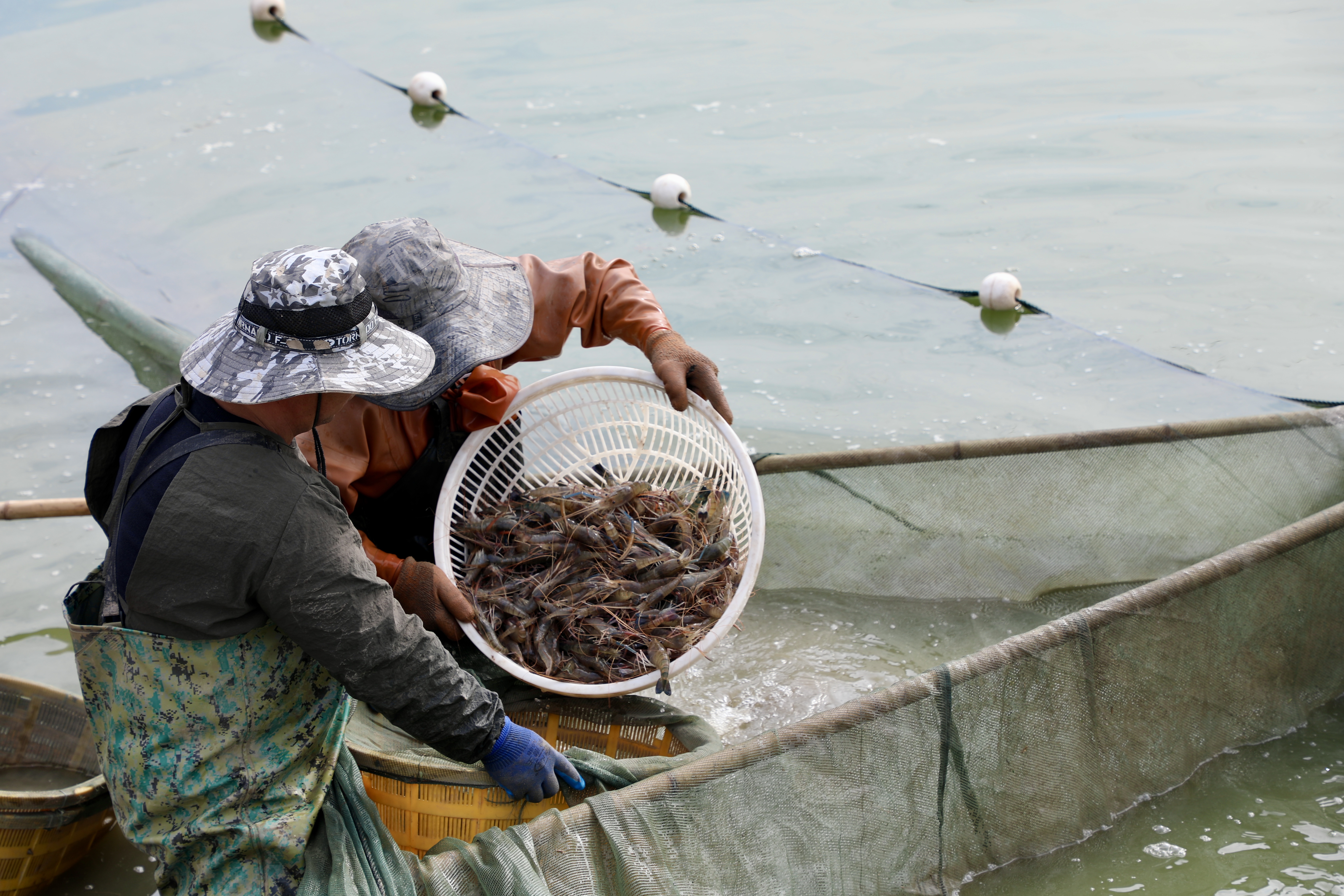 济宁鱼台：“一水双虾”立体混养趟出致富新路子_fororder_刚捕捞出水的罗氏沼虾 赵诗影.JPG