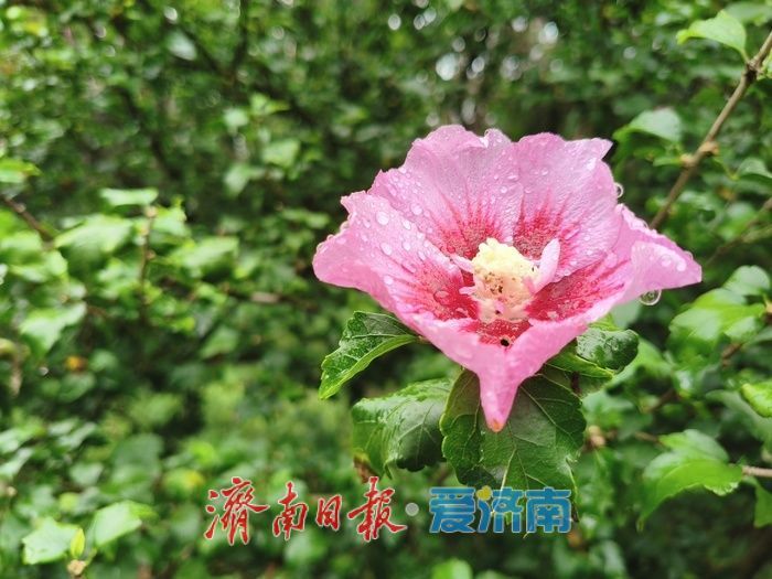 细雨如丝，济南百花公园秋意朦胧