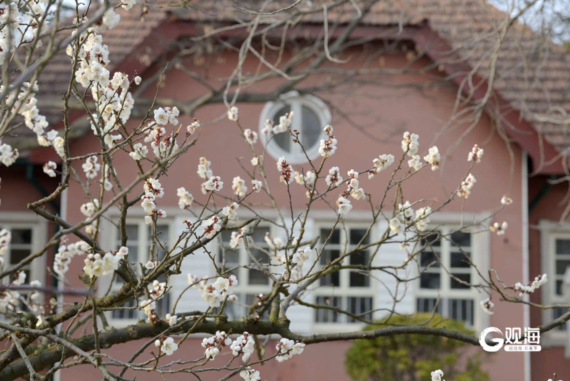 瞒不住了！青岛中山公园梅花迎来盛花期_fororder_【青岛中山公园梅花迎来盛花期】3·