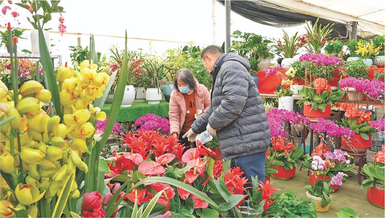 德州：年宵花销售迎来旺季