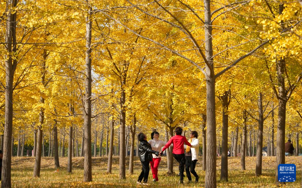 济南：银杏林里秋色浓
