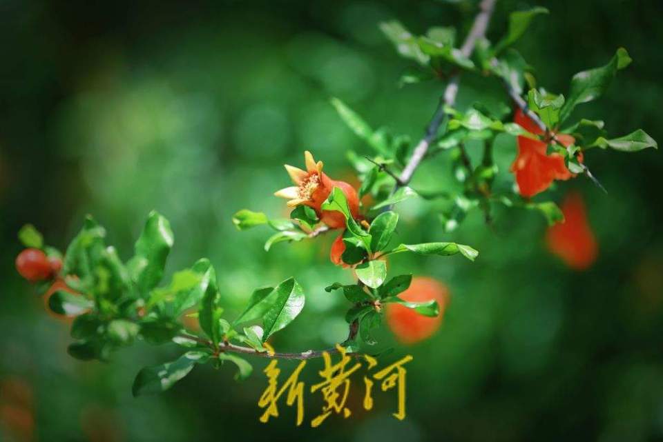 济南：泉城公园石榴花开 红艳娇俏