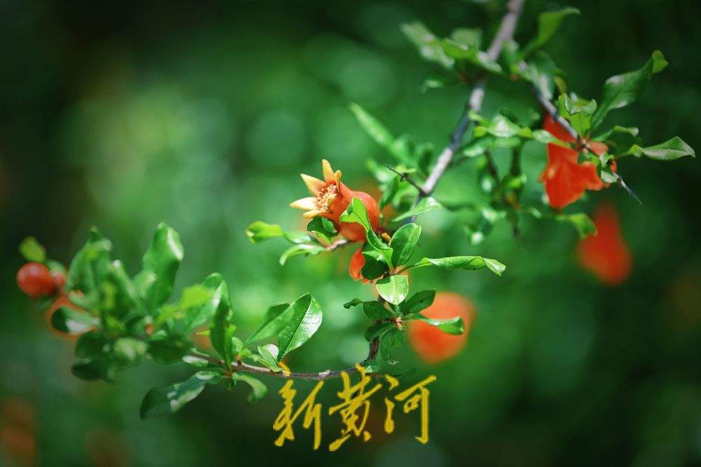 济南：泉城公园石榴花开 红艳娇俏