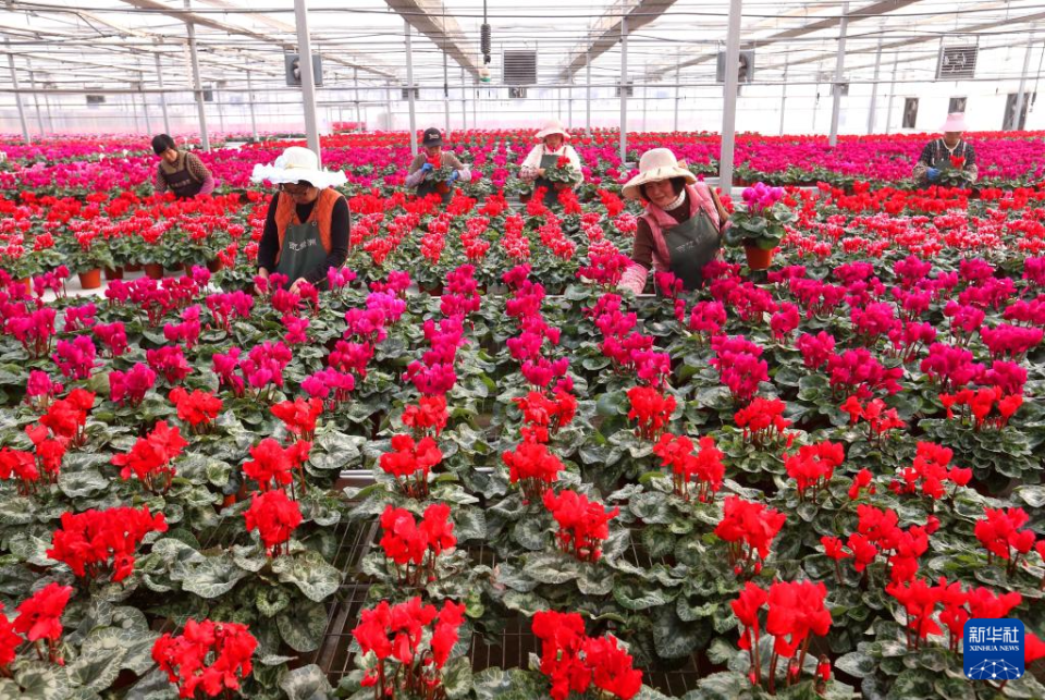 山东即墨：“花卉经济”助力乡村振兴