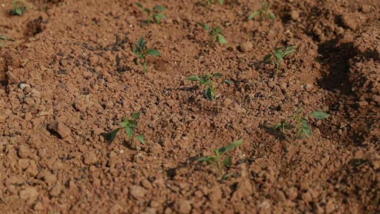 原标题：新华视点｜“春日经济”下，“共享菜园”为啥火了？_fororder_【“共享菜园”】2