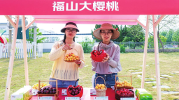 烟台大樱桃从枝头到舌尖，鲜味直达全国