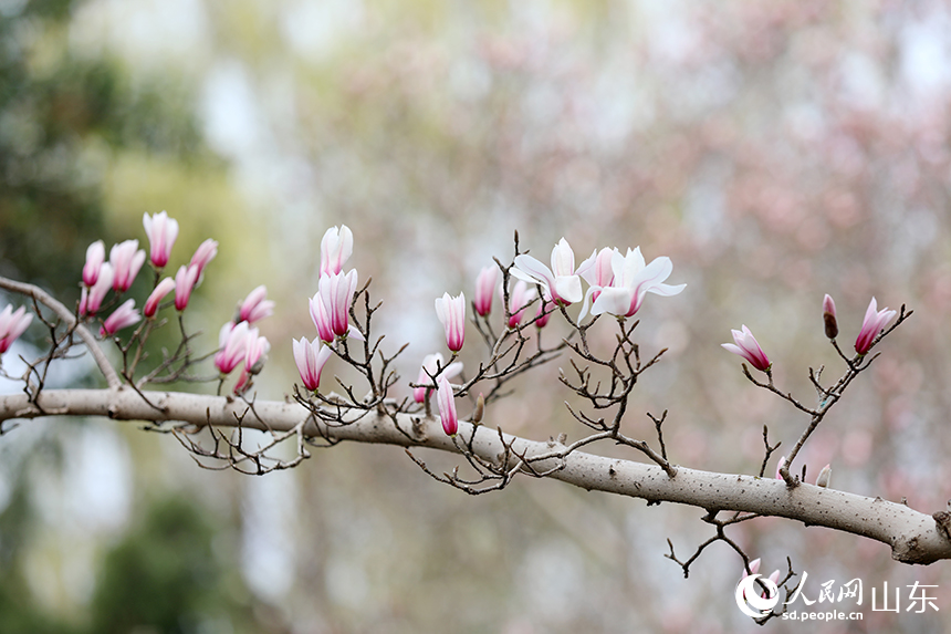 济南趵突泉玉兰盛开醉游人_fororder_【趵突泉】6