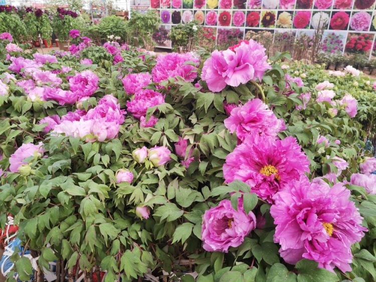 牡丹花开引客来：山东菏泽解锁“花样经济”密码