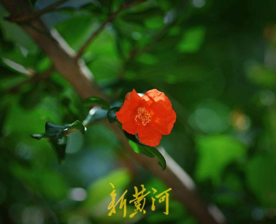 济南：泉城公园石榴花开 红艳娇俏