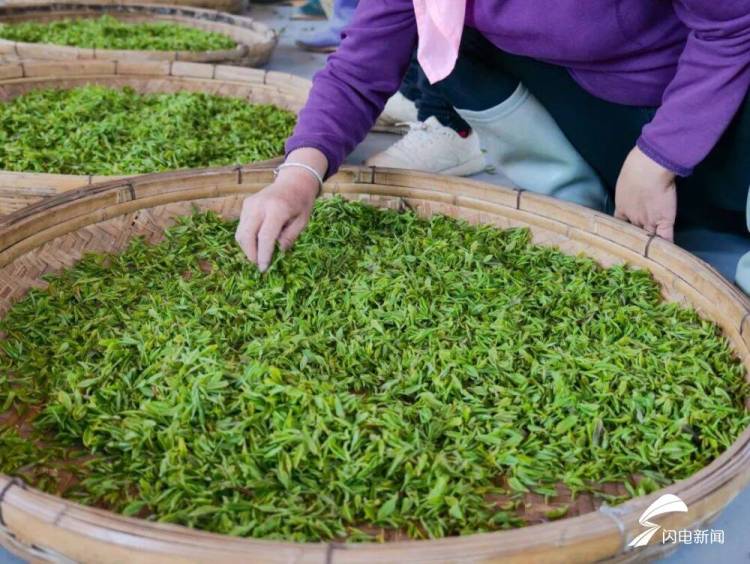 在日照，品一杯听海长大的茶｜青春思政课