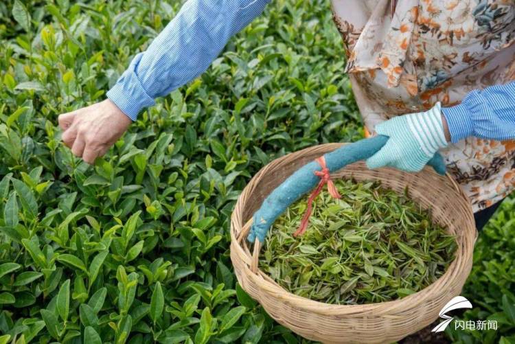 在日照，品一杯听海长大的茶｜青春思政课