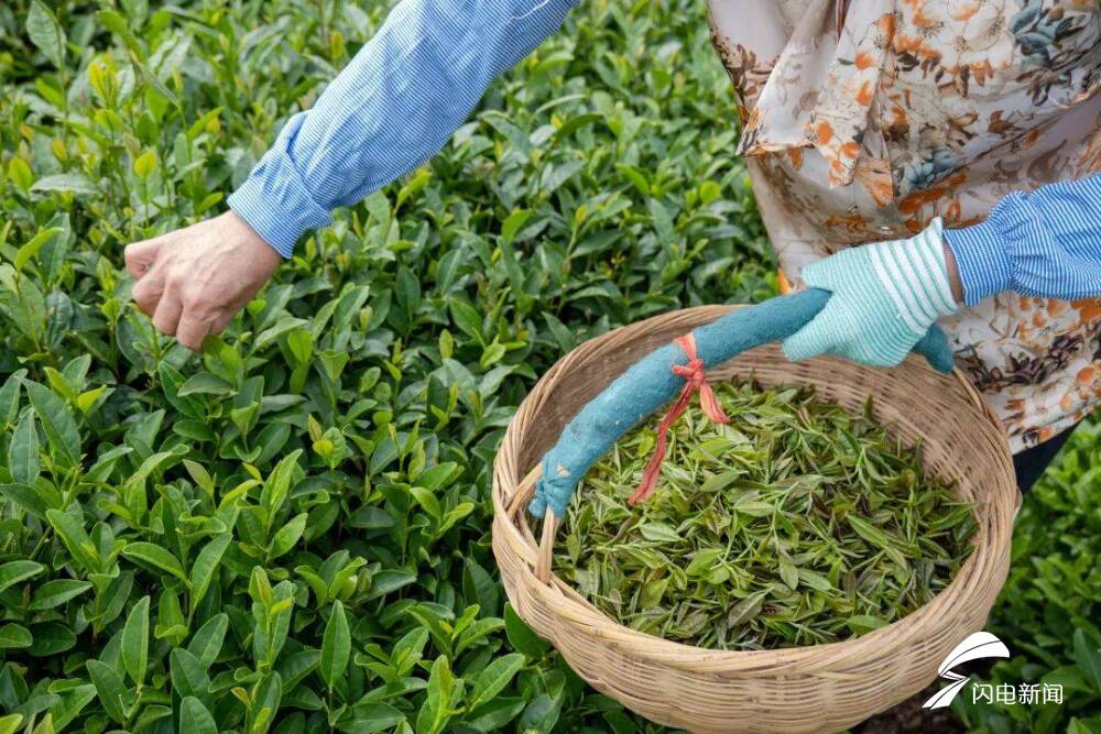 在日照，品一杯听海长大的茶｜青春思政课