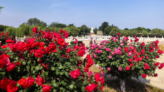 山东莱州月季花节绘就文旅融合新画卷