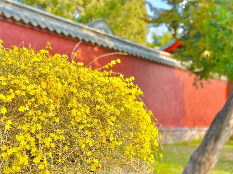 春风拂岱庙 红墙映花影_fororder_【泰安】1