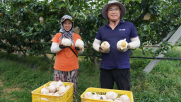 山东莱阳谭格庄镇：让“谭乡好品”在希望的田野上一路生花