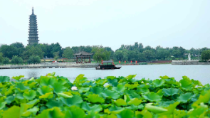 无棣古城荷花湾：乘舟碧波上 游客画中游