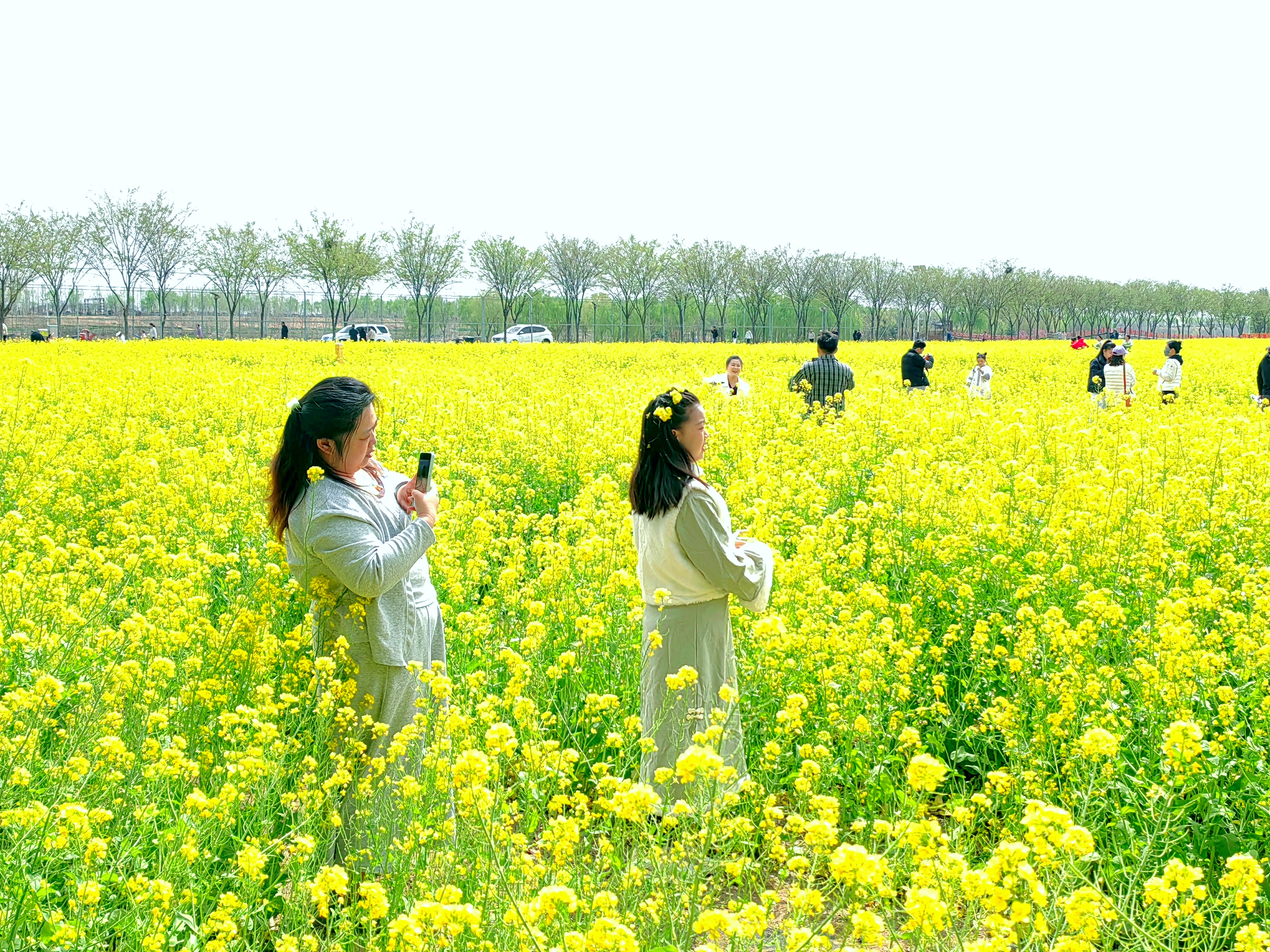 【花开齐鲁】济宁市兖州区千亩油菜花迎来盛放时节_fororder_f94e13202c9f15c64d2894e94adcef1