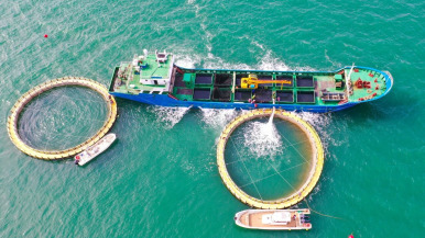 옌타이 해양목장, '바다갈이'로 한창_fororder_微信图片_20260330102322