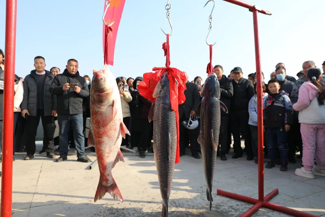 济宁鱼台县王庙镇旧城海子捕鱼季启动_fororder_MMXaYF-20260208094249-qryuXM-