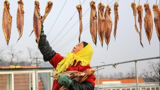 山东即墨：春节临近晒鱼忙