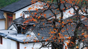 山东临朐：柿子红了，村子“活”了