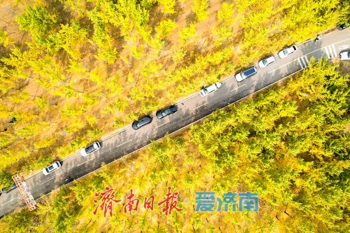 黃河南岸銀杏染金 進入最佳觀賞時節