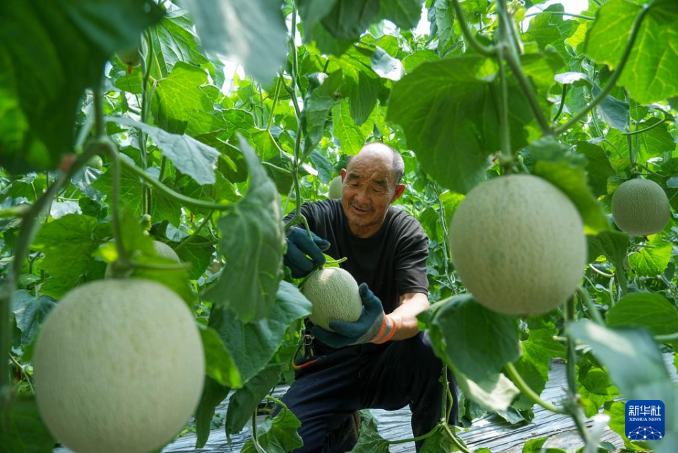 山东东平：甜瓜飘香助增收_fororder_11111