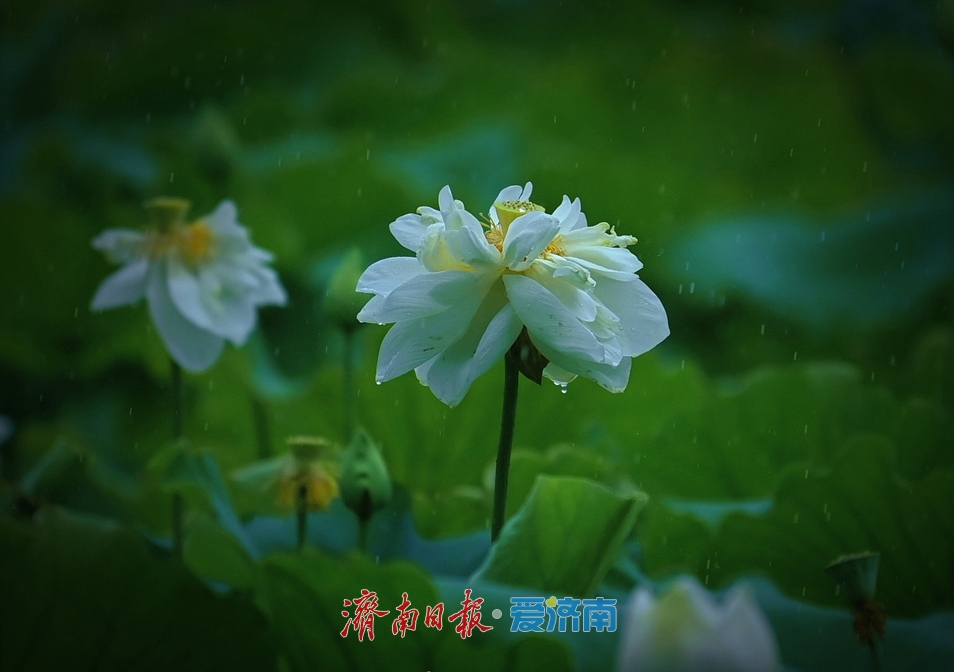 济南：雨落泉城 大明湖荷花别样娇