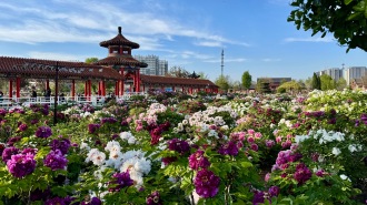 2026世界牡丹大会在山东菏泽开幕